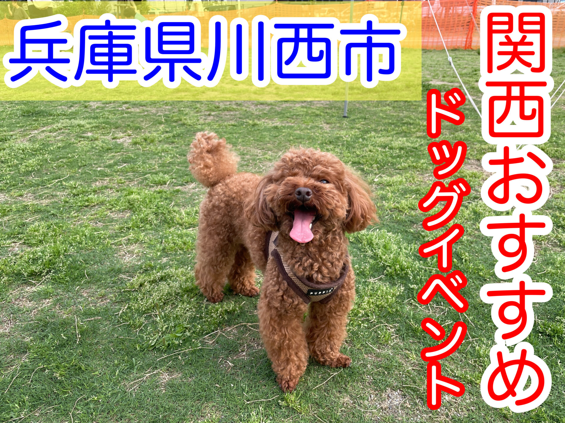 関西犬イベント