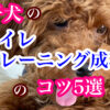 犬のしつけ