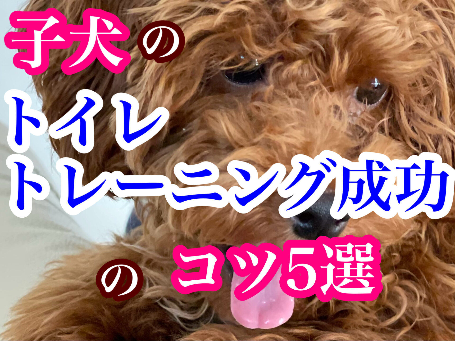 犬のしつけ