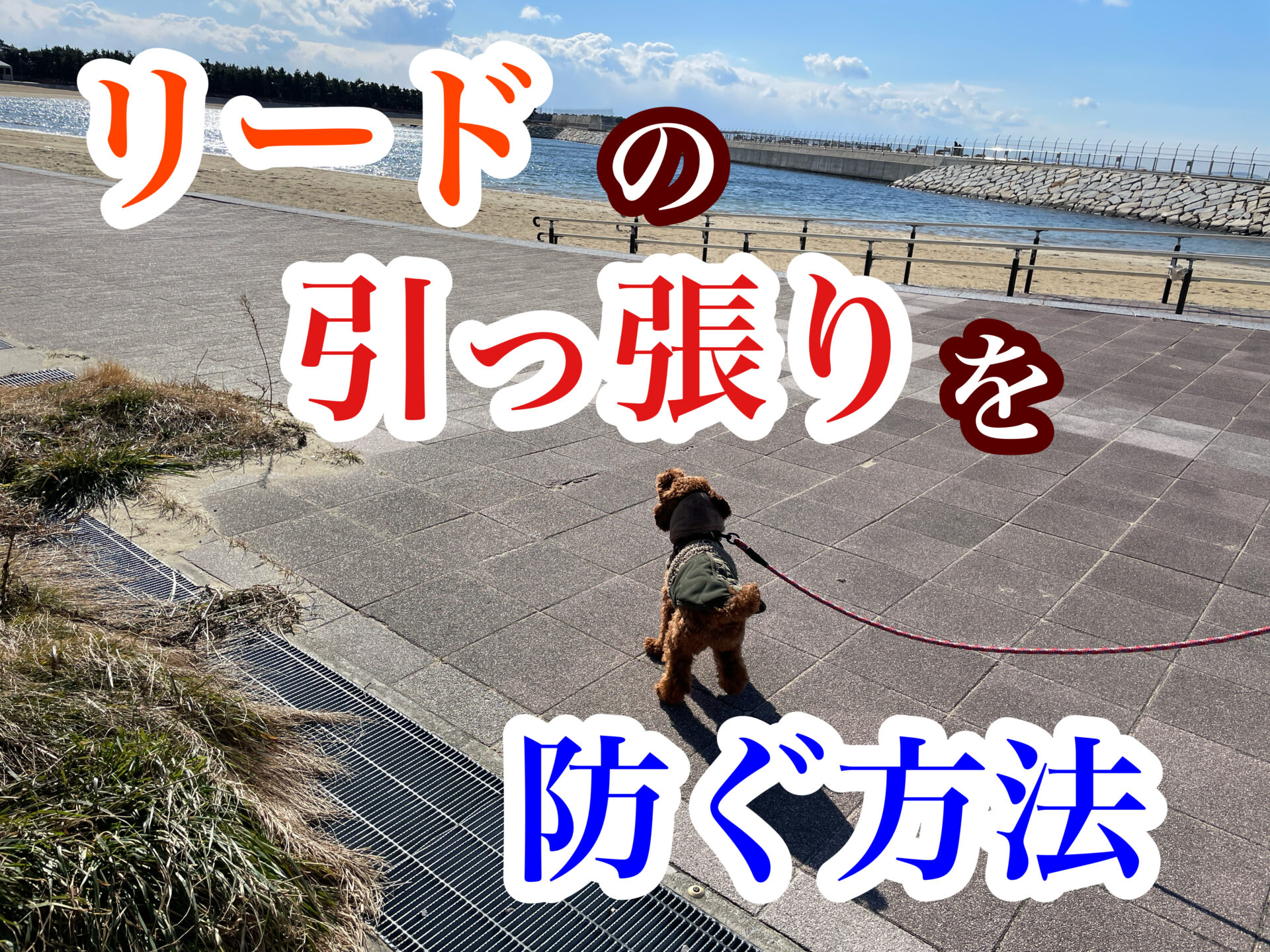 犬のしつけ