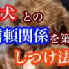 犬のしつけ