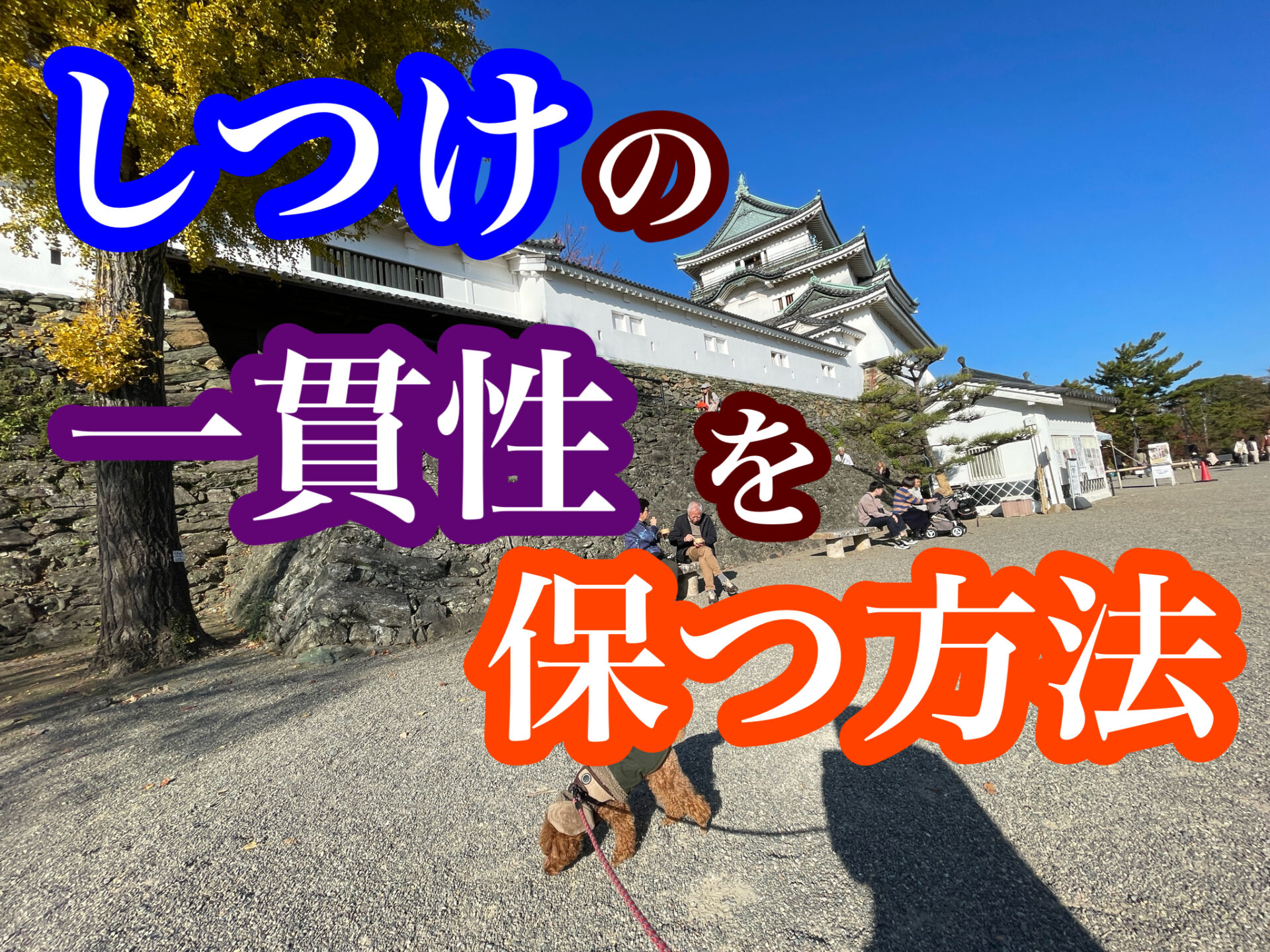 犬のしつけ