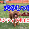 犬のしつけ
