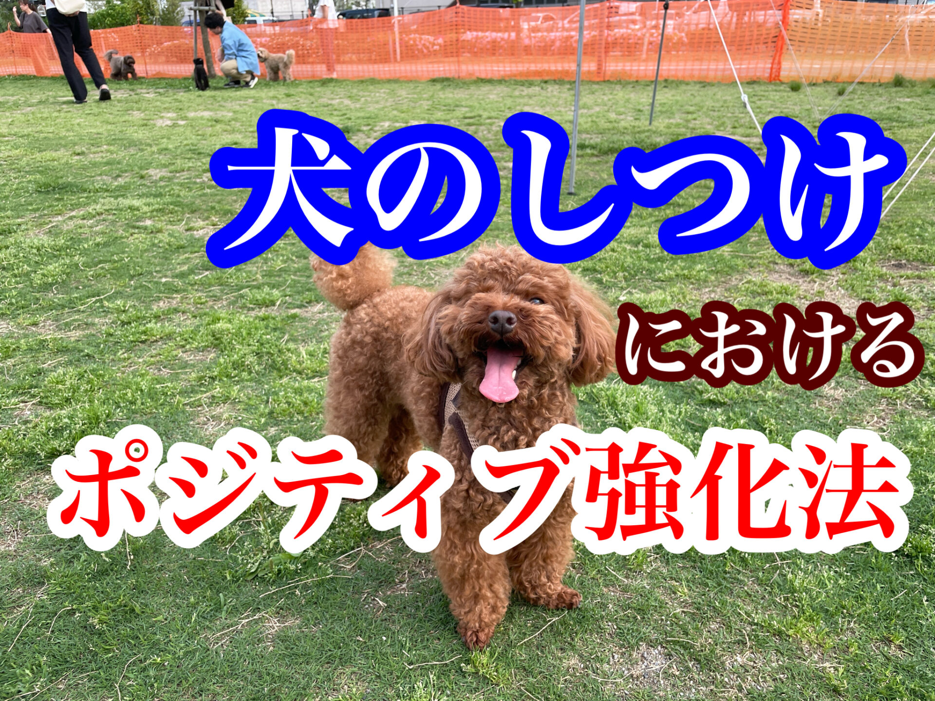犬のしつけ