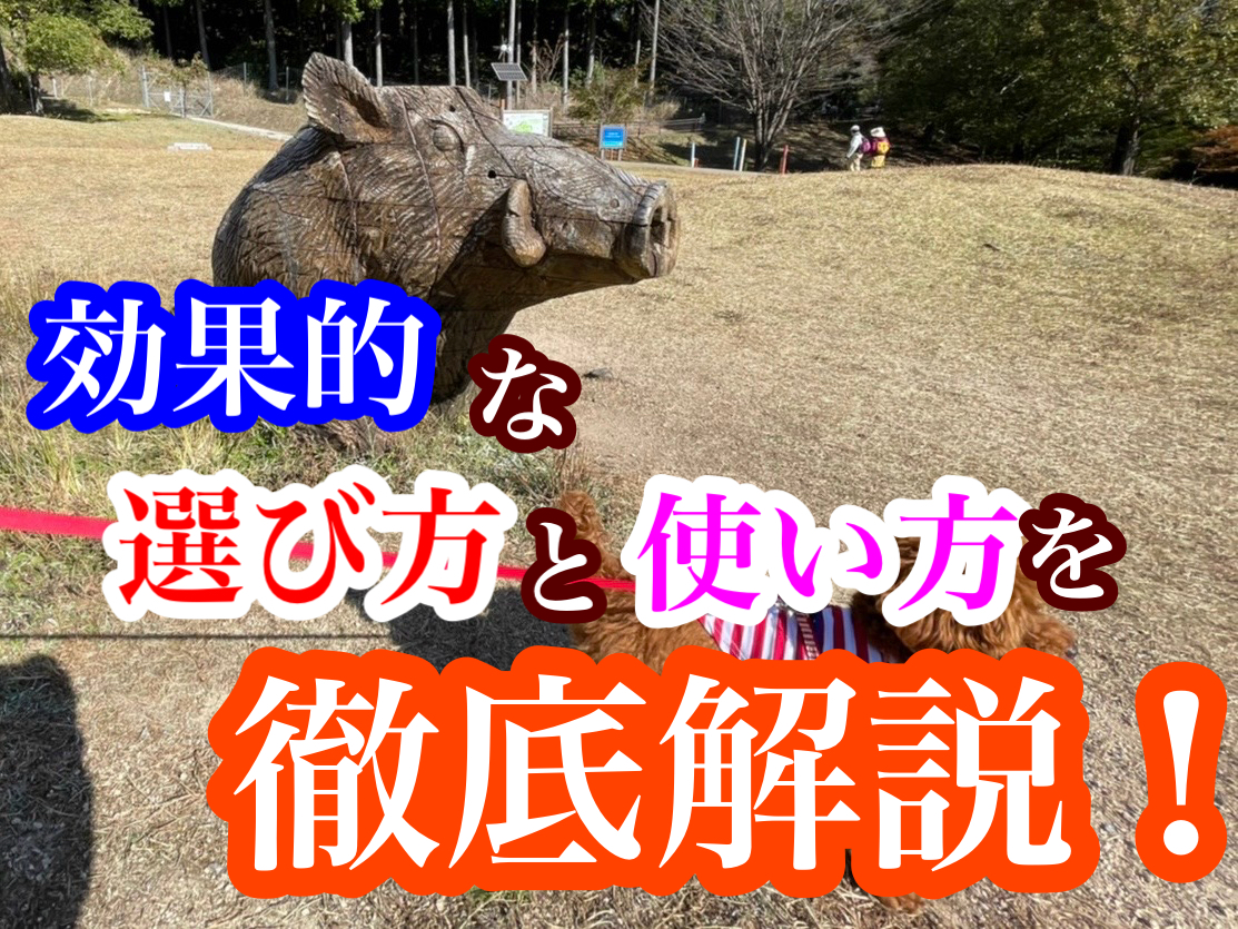 犬のしつけ