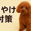 涙やけ対策