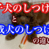 犬のしつけ