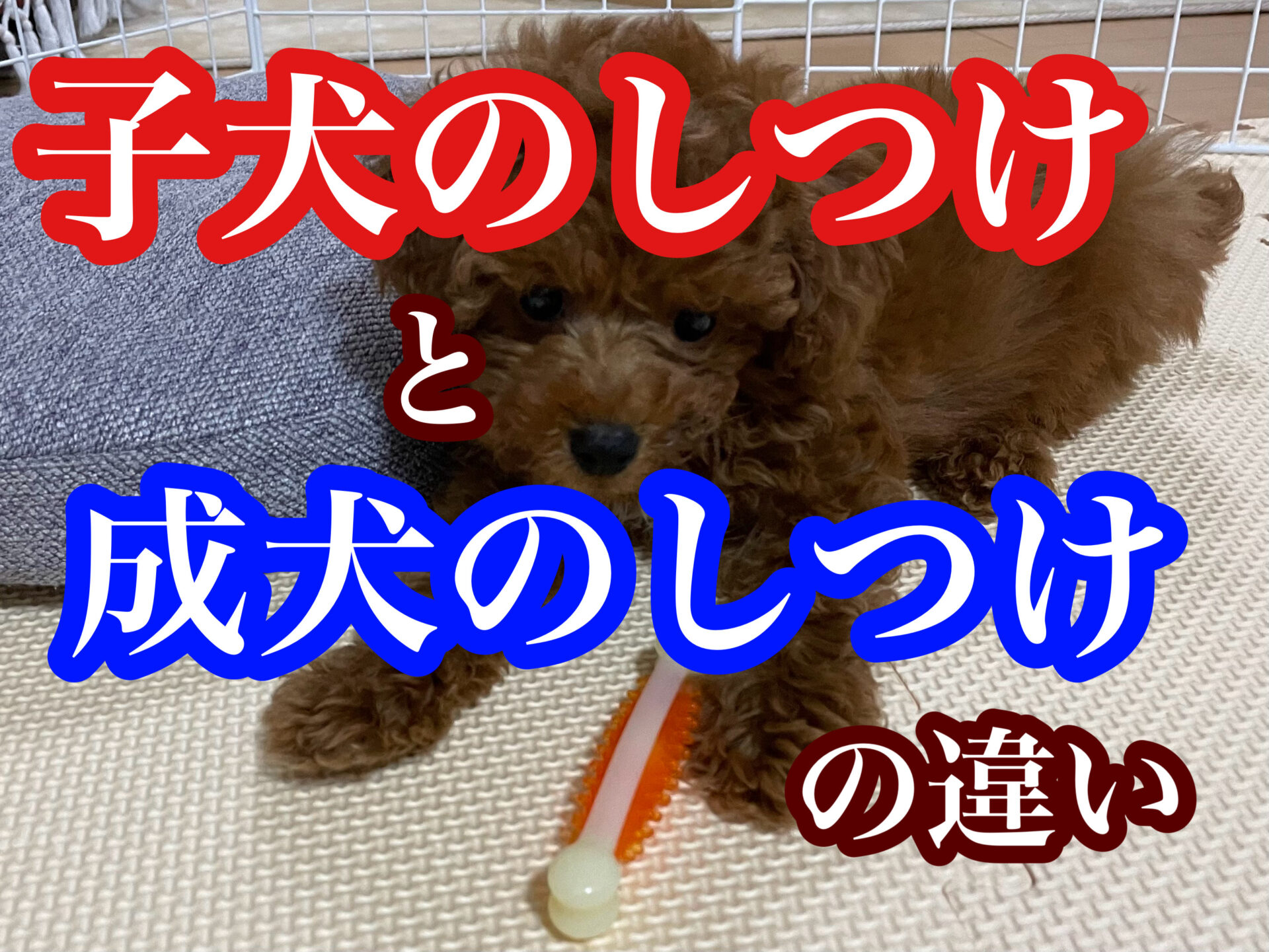 犬のしつけ