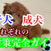 犬のしつけ