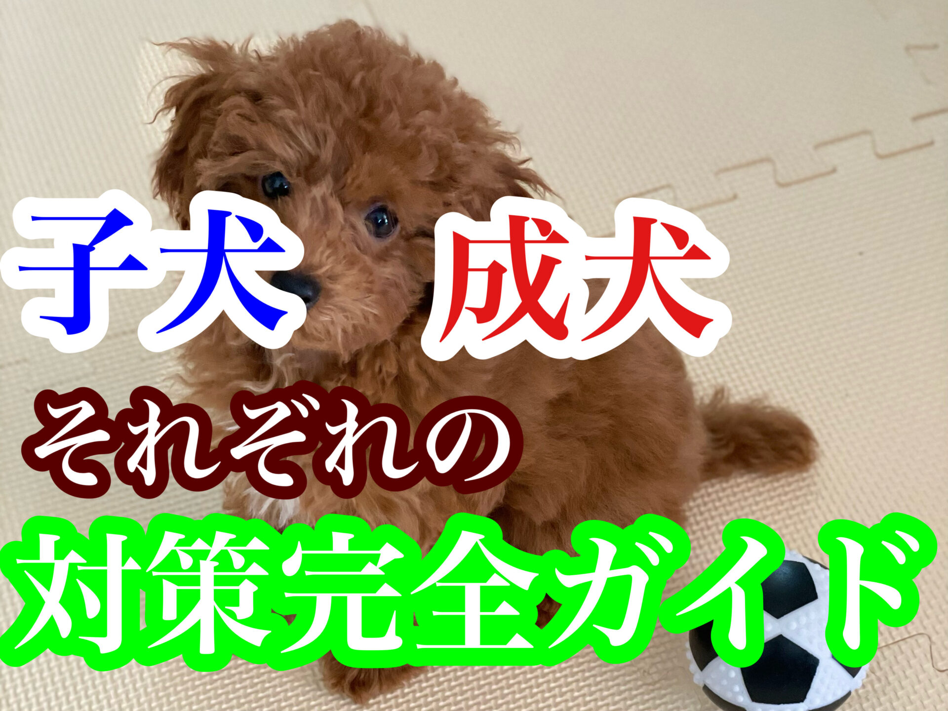 犬のしつけ