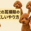 犬の耳掃除