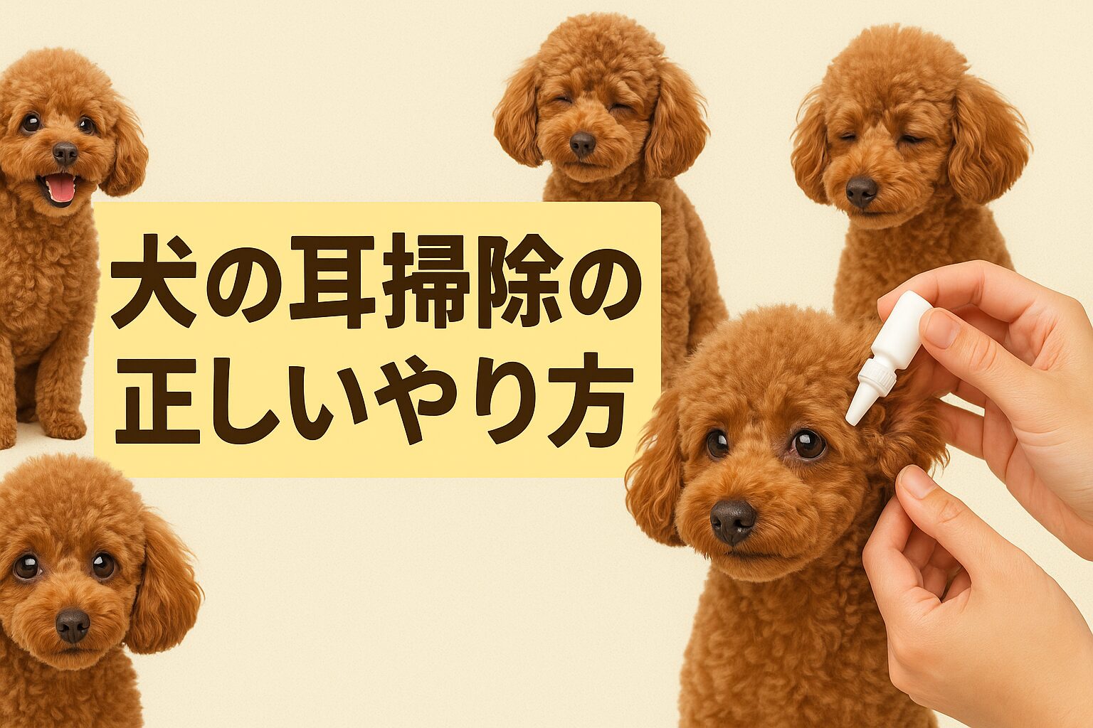 犬の耳掃除