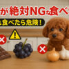 犬の食事
