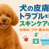 犬の皮膚問題
