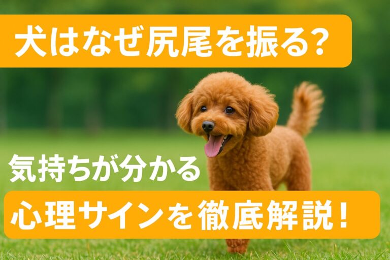 犬が尻尾を振る理由とは？その心理と意味を詳しく解説 犬, 尻尾, 心理, コミュニケーション, 感情, 犬の行動, 喜び, 警戒, まめ知識 ...
