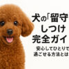犬の留守番