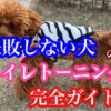 犬のしつけ