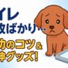 犬のトイレ失敗