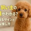 犬のしつけ