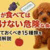 犬の食事