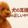 犬の耳掃除