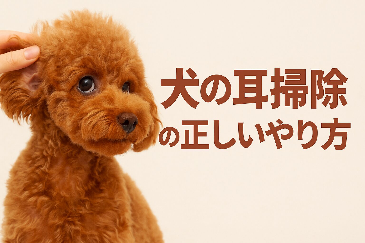 犬の耳掃除