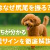 犬がなぜ尻尾ふるのか