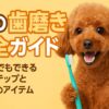 犬の歯磨き