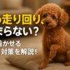 犬の走りまわり