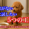 犬の食事