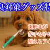 犬の歯磨き