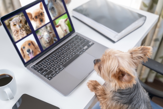 犬がテレビをみる

