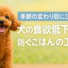 犬の食欲低下