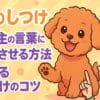 犬のしつけ