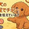 犬の行動