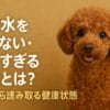 犬の食事